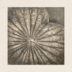The Singular Leaf Edit Free Form (#LLA3004)