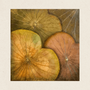 Multi-Layered Leaves (#LLA3011)