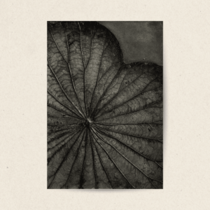 The Singular Leaf Edit (#LLCP:0012)