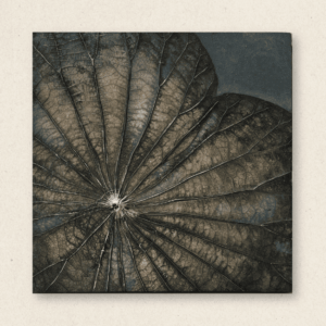 The Singular Leaf Edit (#LLCP:0026)