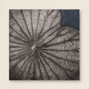 The Singular Leaf Edit (#LLCP:0027)