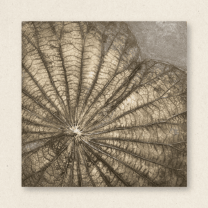 The Singular Leaf Edit (#LLCP:0028)