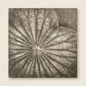 The Singular Leaf Edit (#LLCP:0029)