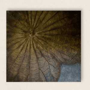 The Singular Leaf Edit (#LLCP:0034)