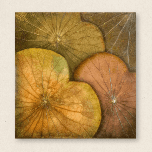 Multi-Layered Leaves (#LLCP:0035)