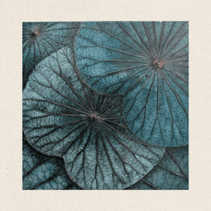 Multi-Layered Leaves (#LLCP:0044)